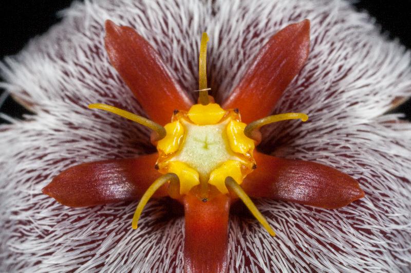 Stapelia_erectiflora.jpg